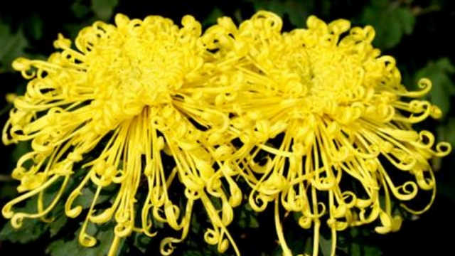菊花的繁殖方法 菊花的繁殖方法