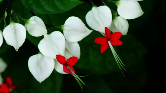 龙吐珠的花语是什么 龙吐珠的花语是什么