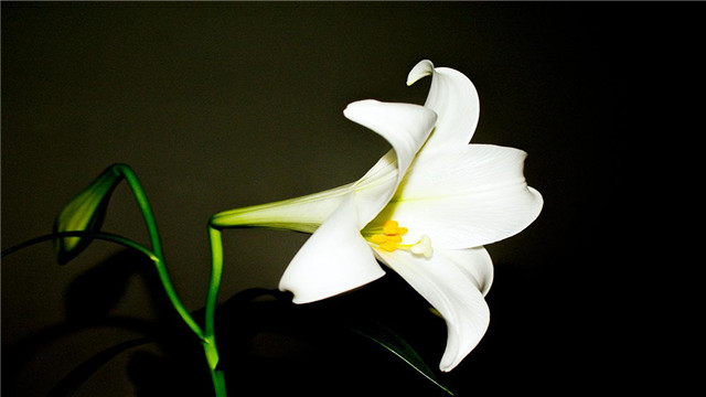 百合花为什么要摘掉花蕊 百合花为什么要摘掉花蕊