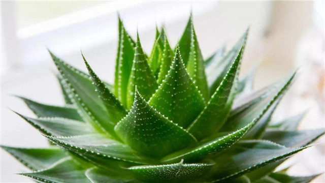 芦荟烂根了怎么处理 芦荟烂根了怎么处理
