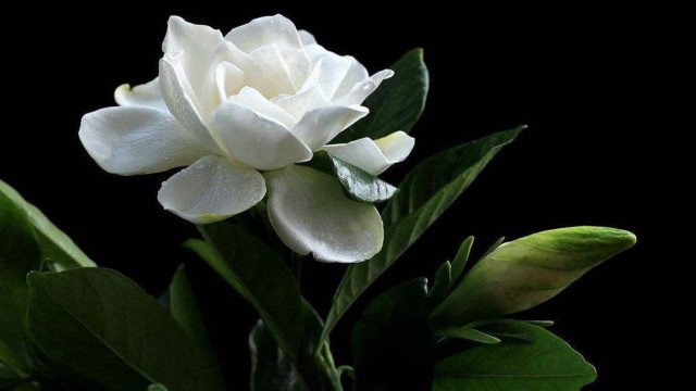 栀子花怎么繁殖 栀子花怎么繁殖