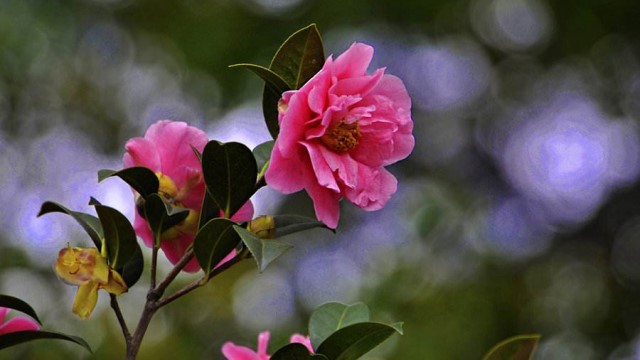 茶花叶子发黄怎么办 茶花叶子发黄怎么办
