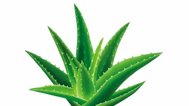 芦荟可以水培吗 芦荟可以水培吗