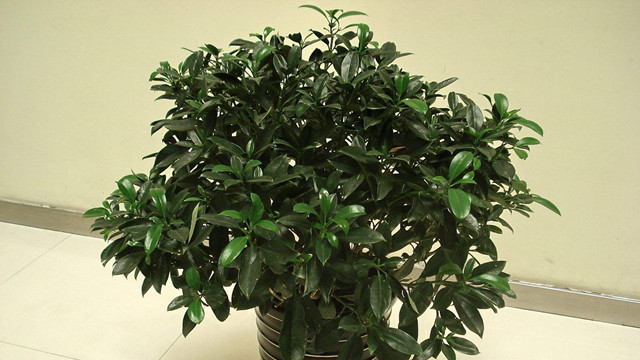 非洲茉莉什么时候开花 非洲茉莉什么时候开花