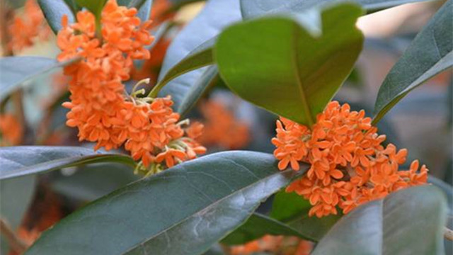 桂花常见的病害 桂花常见的病害