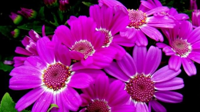 瓜叶菊的花谢后怎样处理 瓜叶菊的花谢后怎样处理