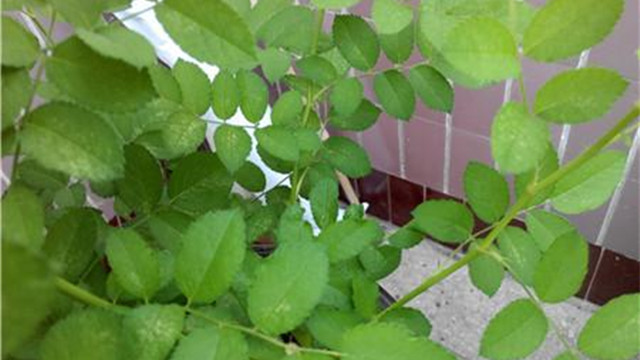 蔷薇花叶子发黄怎么办 蔷薇花叶子发黄怎么办