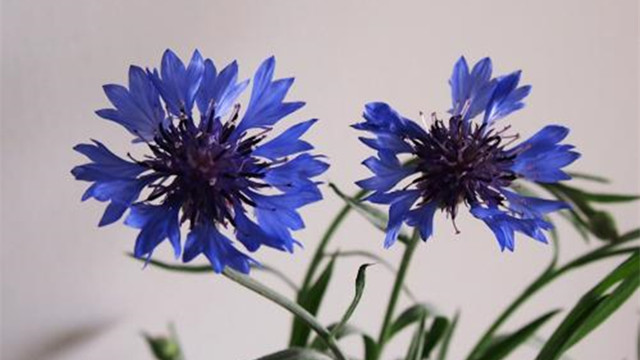 矢车菊的花语是什么 矢车菊的花语是什么