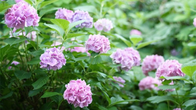 绣球花有毒吗 绣球花有毒吗