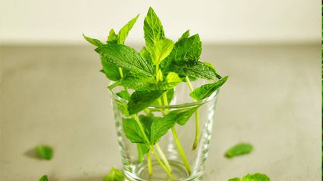 怎么用鲜薄荷叶制作饮品 怎么用鲜薄荷叶制作饮品
