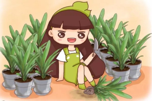君子兰铁线莲…这么贵你还买?随手掰一下,立马1盆变10盆! 君子兰铁线莲…这么贵你还买?随手掰一下,立马1盆变10盆!