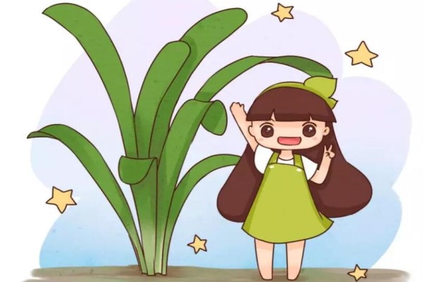 君子兰最全度夏攻略,学一招,叶绿花多爆盆快! 君子兰最全度夏攻略,学一招,叶绿花多爆盆快!