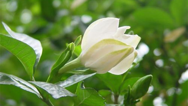 栀子花的功效与作用 栀子花的功效与作用