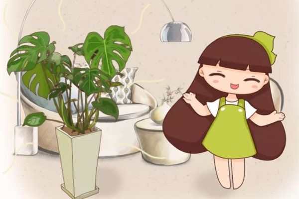 这花放家里,气温立马降10℃,夏天都不想出门了! 这花放家里,气温立马降10℃,夏天都不想出门了!