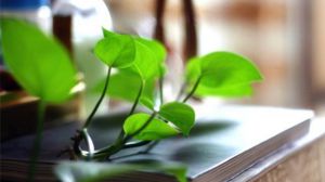 绿萝的养殖方法