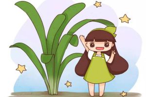 君子兰最全度夏攻略，学一招，叶绿花多爆盆快！