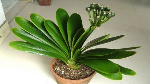 养君子兰的土怎么做