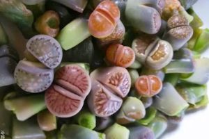 她在阳台养多肉，密密麻麻100盆，比院子养的好看多了！