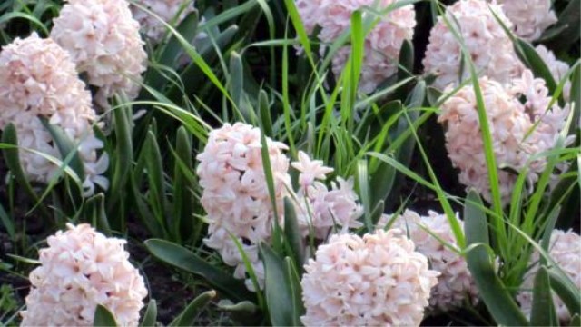 风信子花期过后怎么办 风信子花期过后怎么办