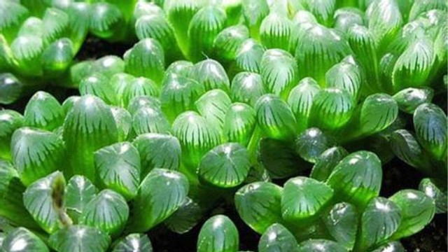 圆头玉露怎么养 圆头玉露怎么养