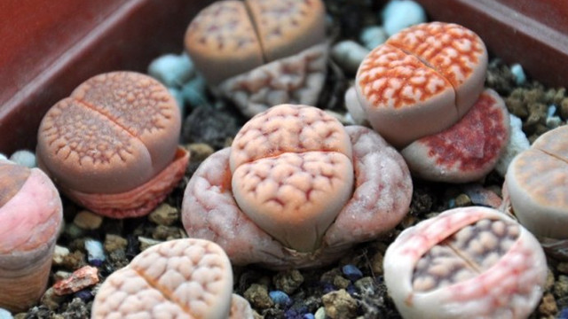 生石花的脱皮方法 生石花的脱皮方法
