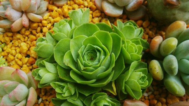 山地玫瑰的繁殖方法 山地玫瑰的繁殖方法