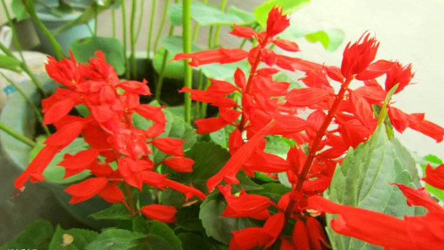 一串红什么季节开花 一串红什么季节开花