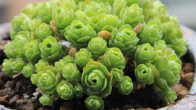 多肉植物代表的寓意