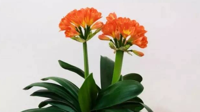君子兰怎么养才能开花 君子兰怎么养才能开花