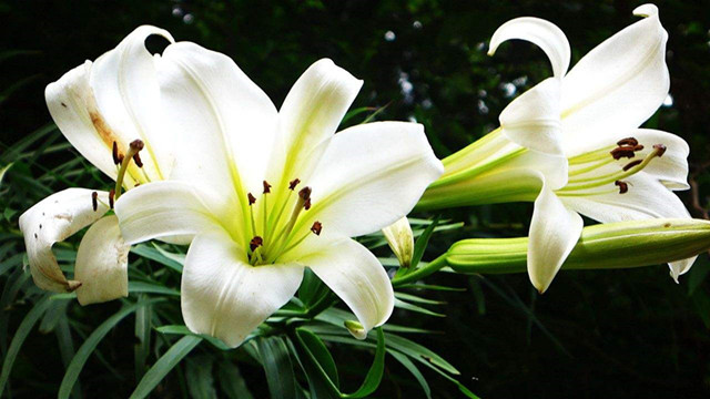百合花的养殖方法 百合花的养殖方法