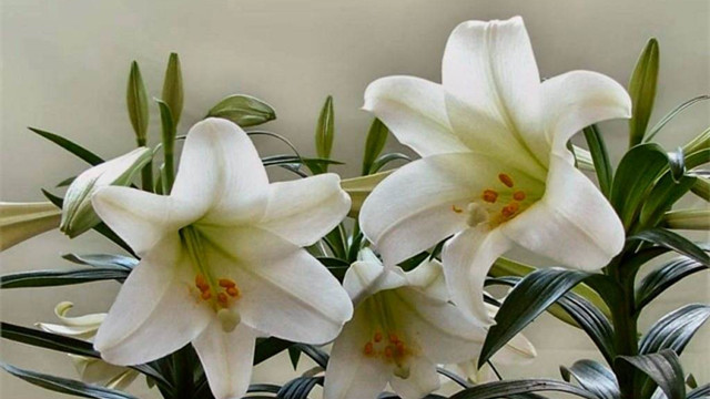 水培百合花的养殖方法 水培百合花的养殖方法