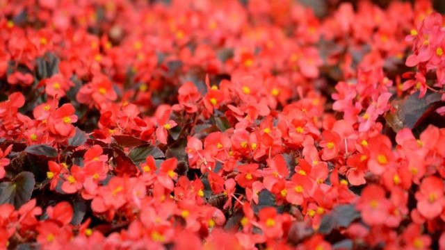 海棠花怎么养 海棠花怎么养