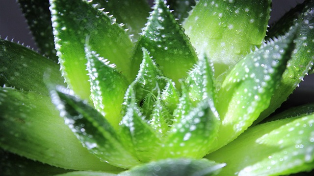 新鲜芦荟涂脸正确方法 新鲜芦荟涂脸正确方法