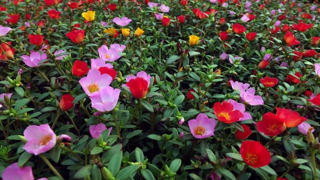 太阳花种植方法和时间 太阳花种植方法和时间
