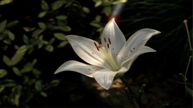 百合花什么季节开花 百合花什么季节开花
