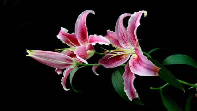 百合花的花期有多长 百合花的花期有多长