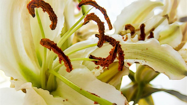 百合花蔫了怎么办 百合花蔫了怎么办
