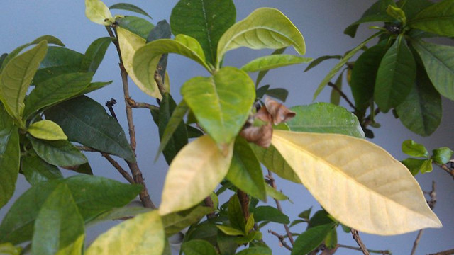 栀子花叶子发黄是什么原因 栀子花叶子发黄是什么原因