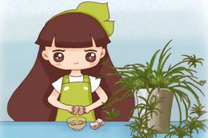 绿萝吊兰···乱施肥,跟喂毒药没两样,养1盆死1盆!