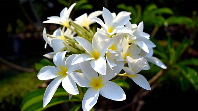 百合花花期过后怎么养 百合花花期过后怎么养
