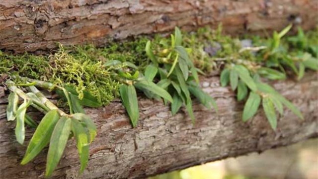 铁皮石斛种植技术 铁皮石斛种植技术