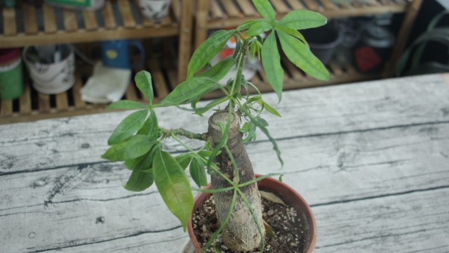 发财树锯掉后如何发芽 发财树锯掉后如何发芽