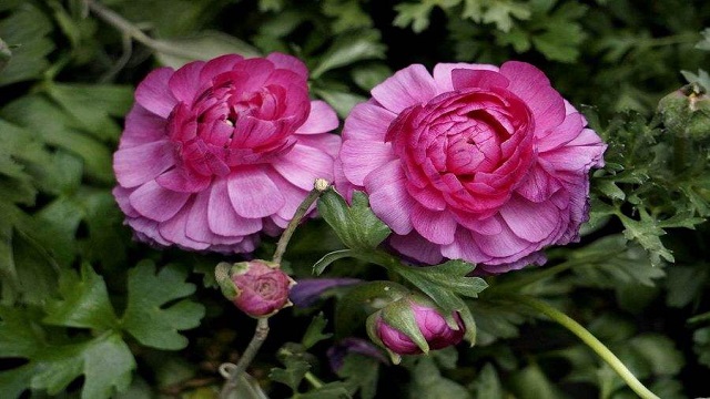 花毛茛种球种植方法 花毛茛种球种植方法