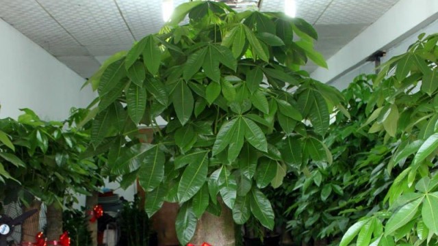 大发财树的修剪方法 大发财树的修剪方法