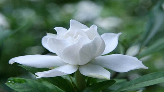 栀子花适合放在室内养吗 栀子花适合放在室内养吗