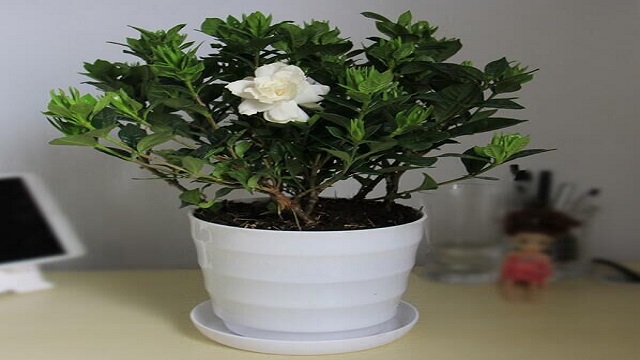 栀子花室内可以养吗 栀子花室内可以养吗