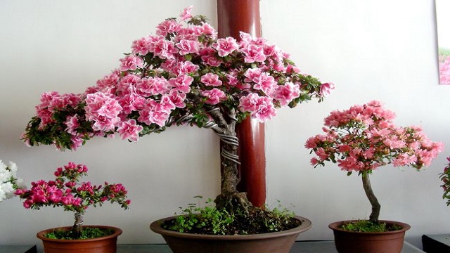 杜鹃花适合放卧室吗 杜鹃花适合放卧室吗
