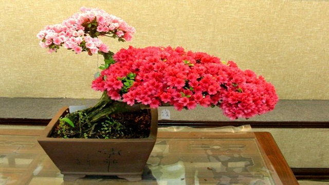 杜鹃花适合家里养吗 杜鹃花适合家里养吗