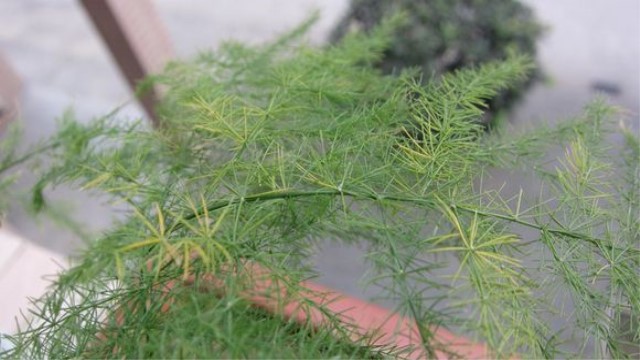 文竹变黄了还能恢复吗 文竹变黄了还能恢复吗