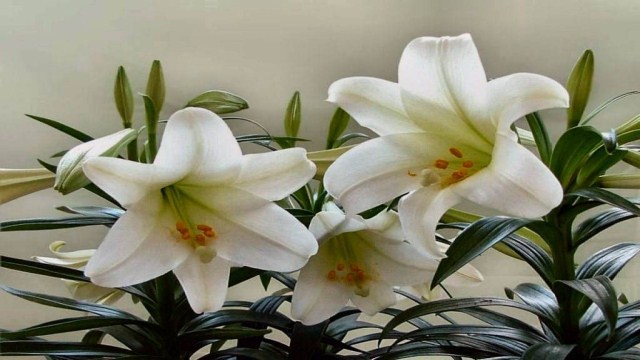 百合花一年开几次花 百合花一年开几次花